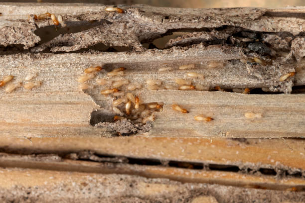 Best Commercial Pest Control Services  in Saukville, WI